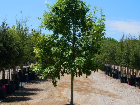 Texas Red Oak - Quercus Buckleyi on Sale