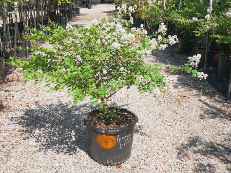 Acoma Crape Myrtle, White - Lagerstroemia Indica x Fauriei   Acoma  Online