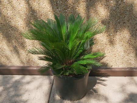 Sago Palm - Cycas Revoluta Fashion