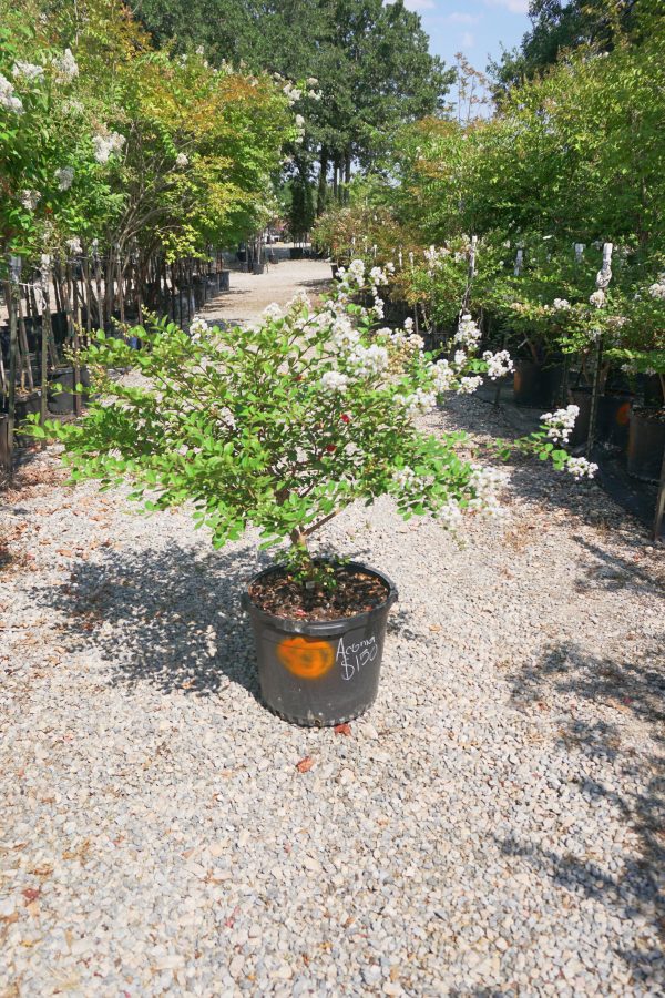 Acoma Crape Myrtle, White - Lagerstroemia Indica x Fauriei   Acoma  For Sale