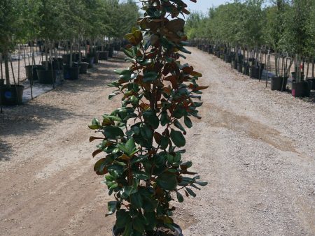 Little Gem Magnolia - Magnolia Grandiflora  Little Gem  For Cheap