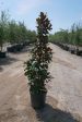 Little Gem Magnolia - Magnolia Grandiflora  Little Gem  For Cheap