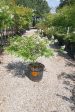 Acoma Crape Myrtle, White - Lagerstroemia Indica x Fauriei   Acoma  Online now