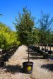 Cedar Elm - Ulmus Crassifolia Online Sale