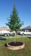 Shumard Red Oak - Quercus Shumardii - OUR BEST SELLER - Hot on Sale